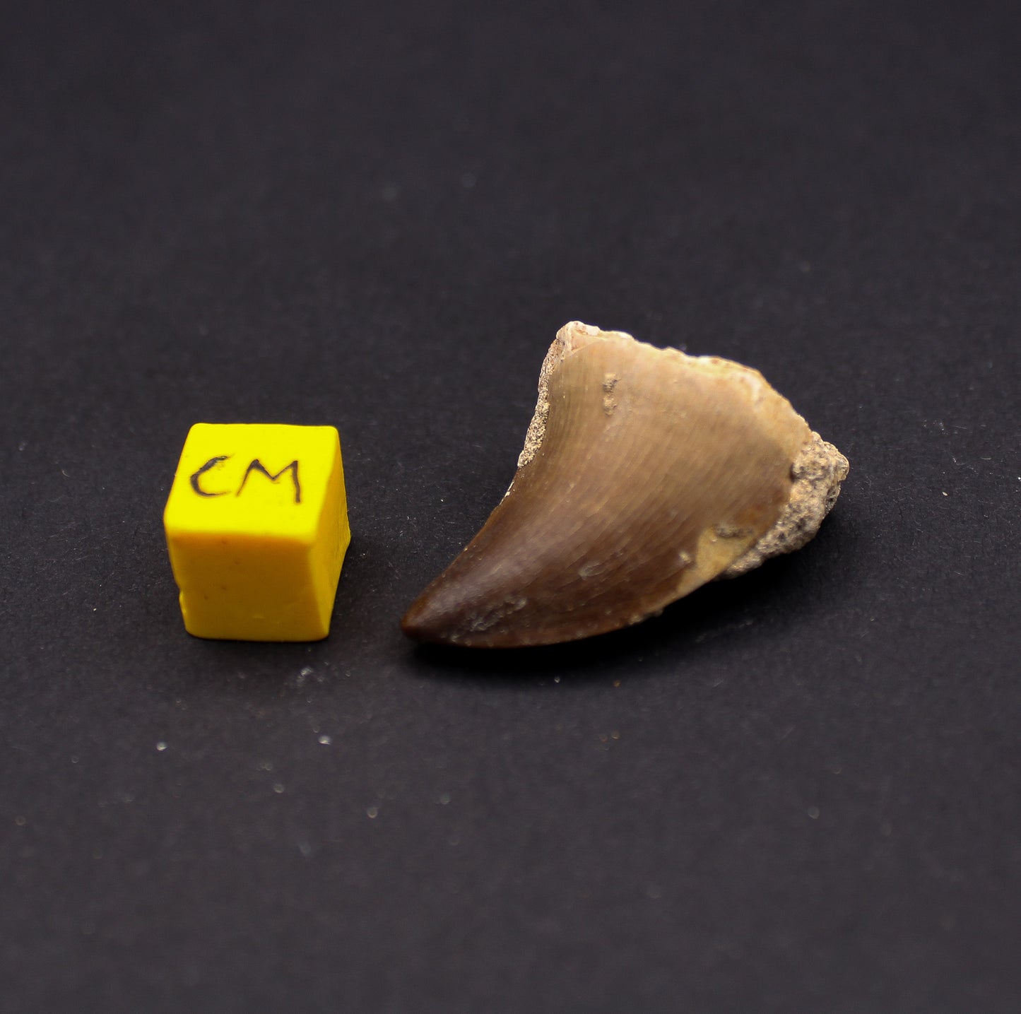 Cretaceous Mosasaur Tooth