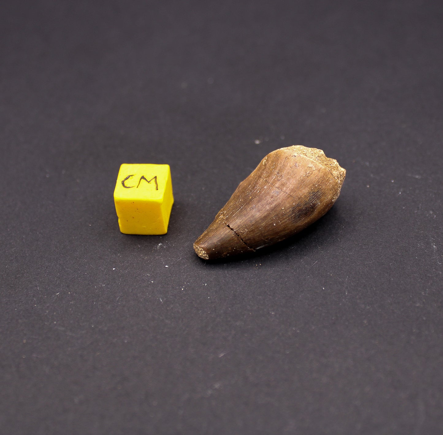 Cretaceous Mosasaur Tooth