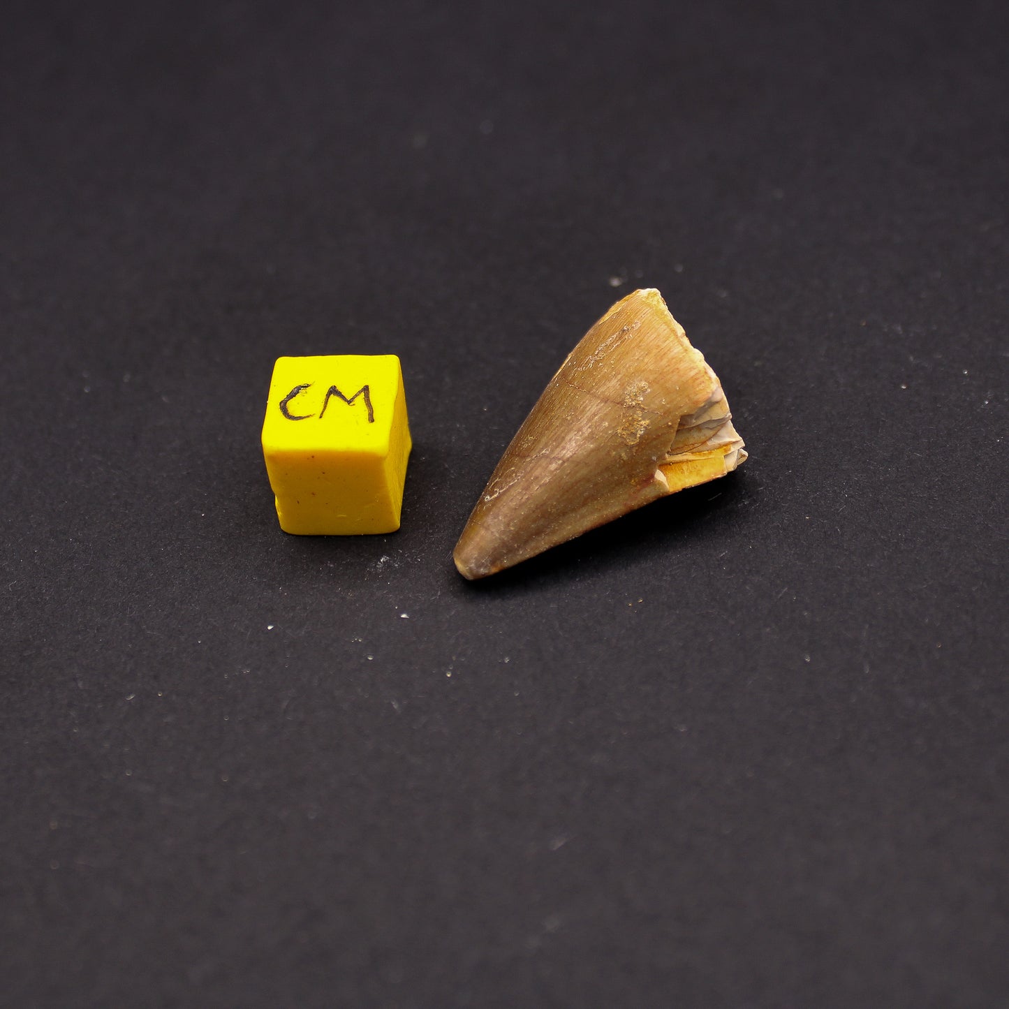 Cretaceous Mosasaur Tooth