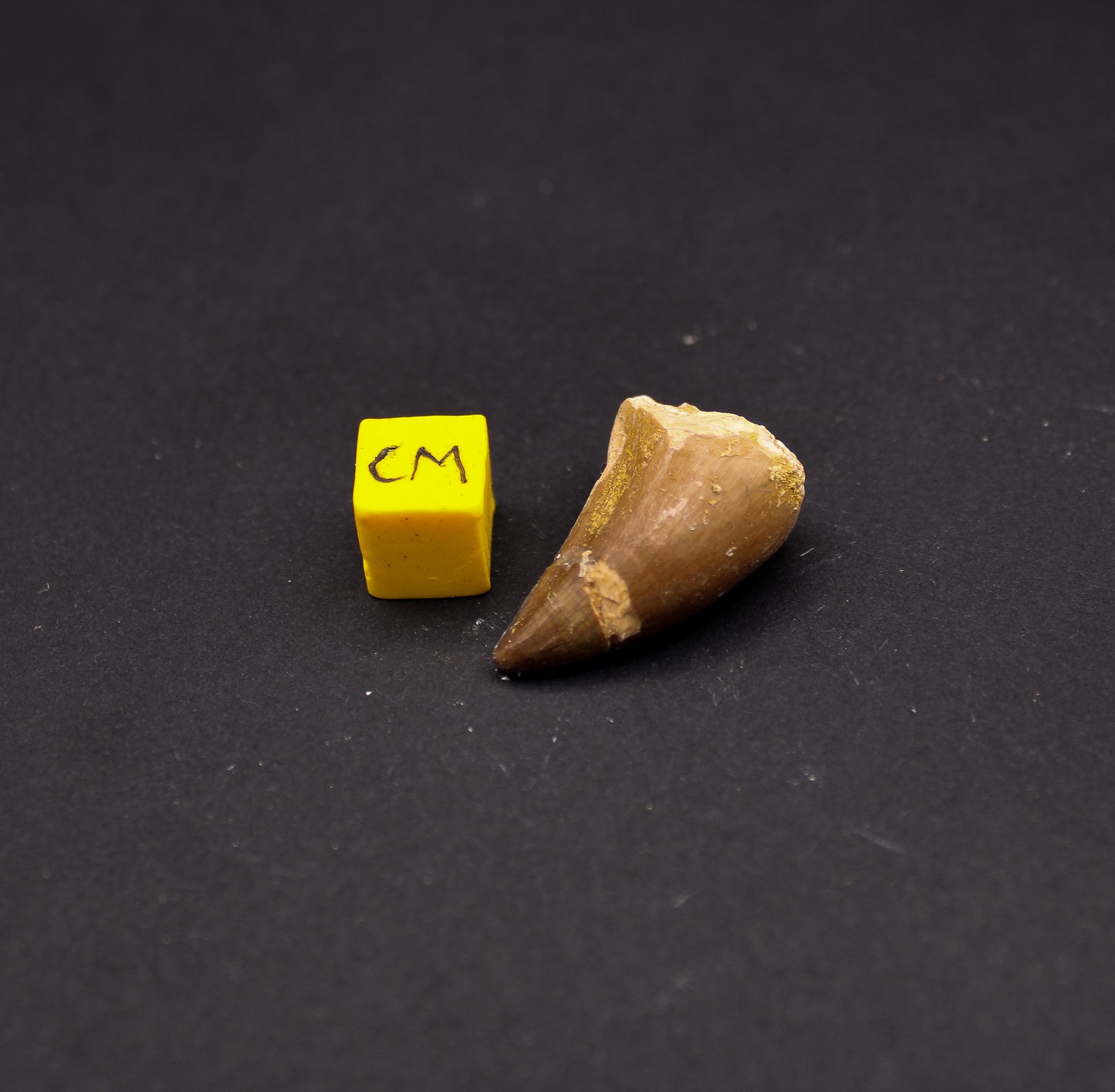 Cretaceous Mosasaur Tooth