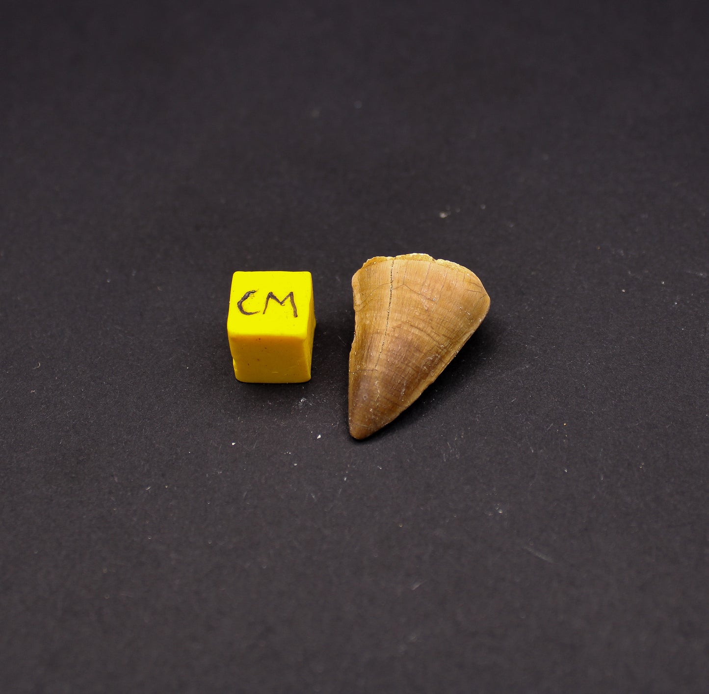 Cretaceous Mosasaur Tooth