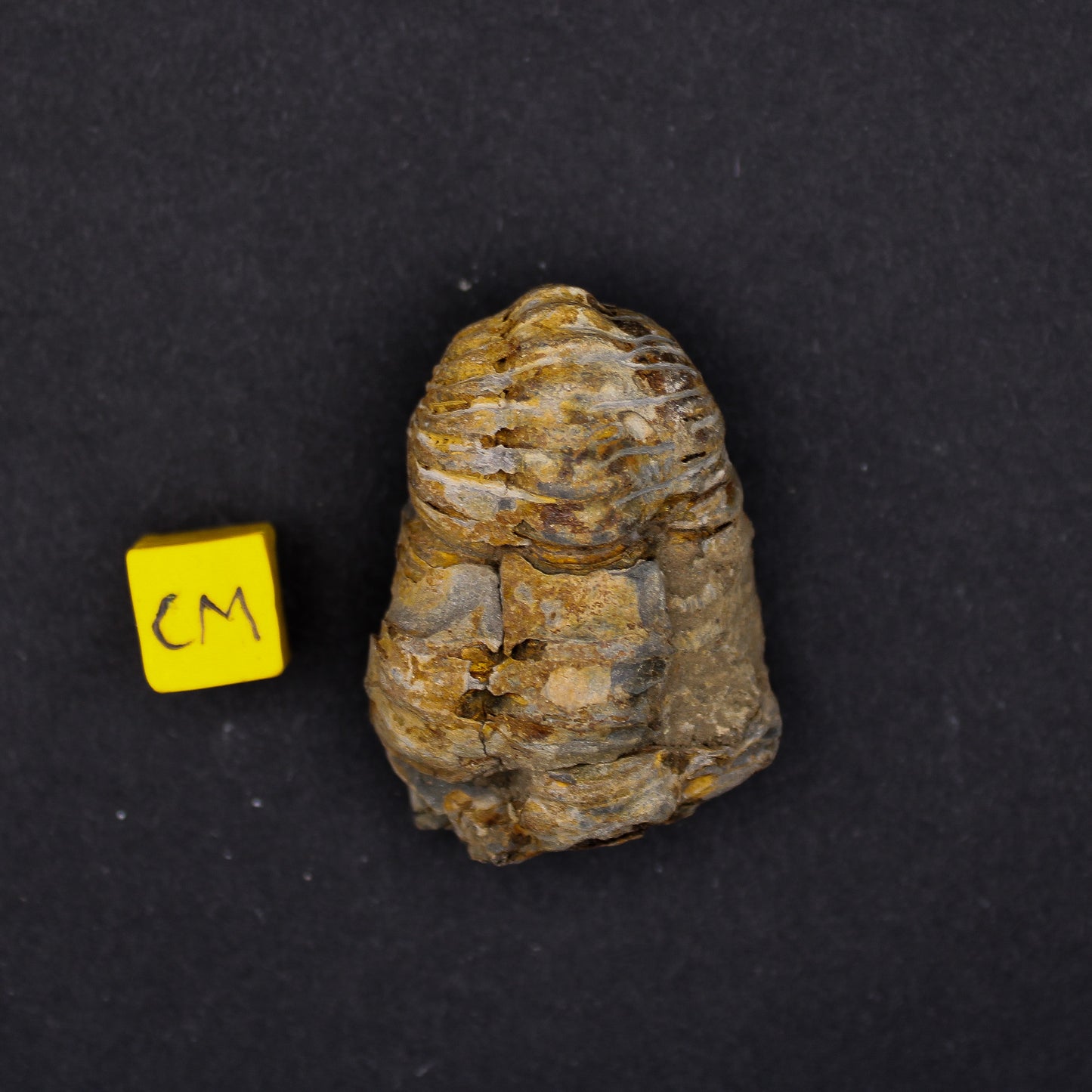 Diacalymene Trilobite (30 - 70mm) (FOS_DST)