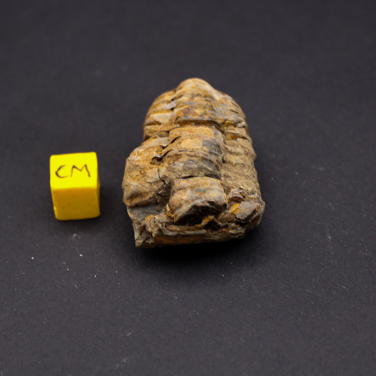 Diacalymene Trilobite (30 - 70mm) (FOS_DST)