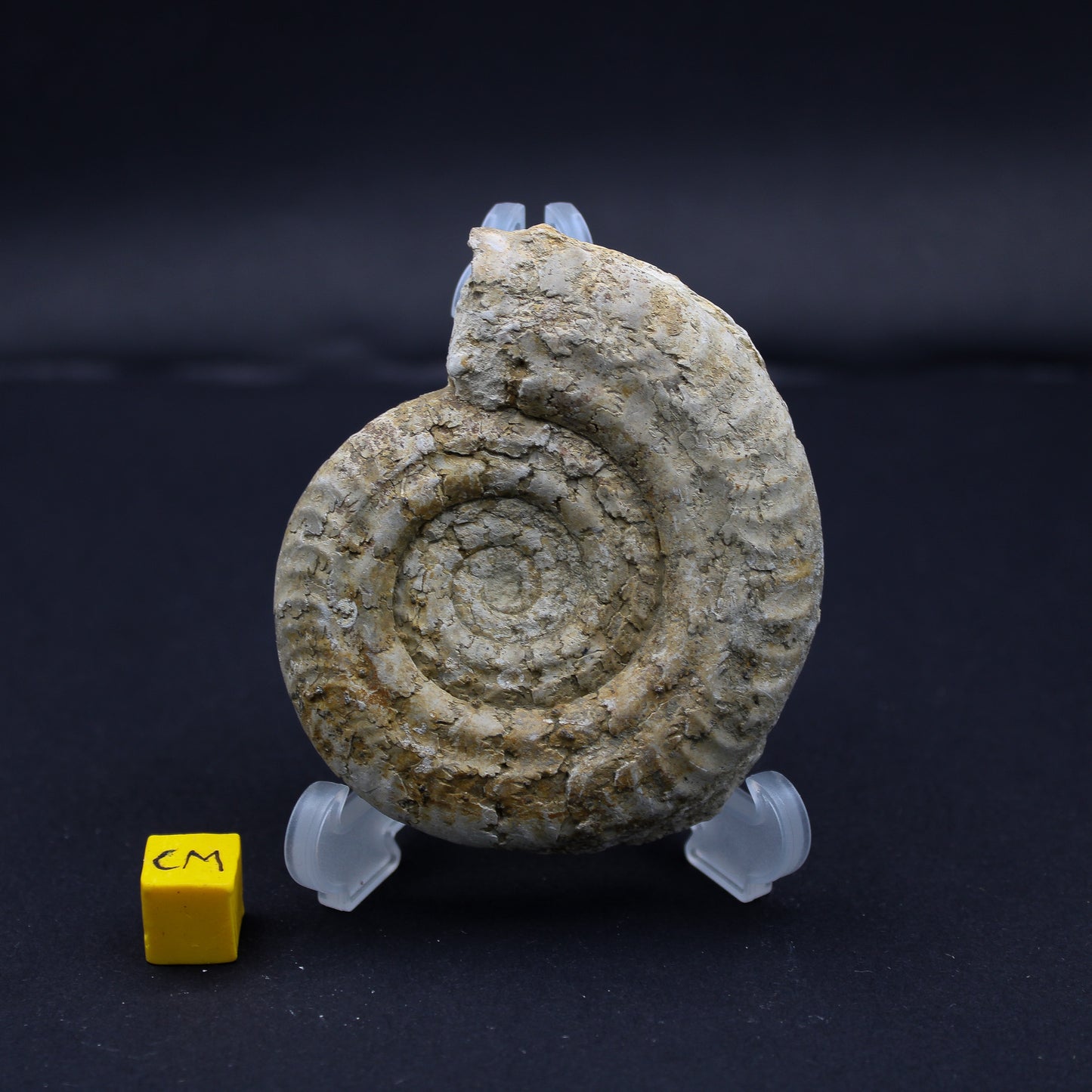 Jurrasic Sommerset Ammonite (50mm - 70mm) (FOS_JSA)