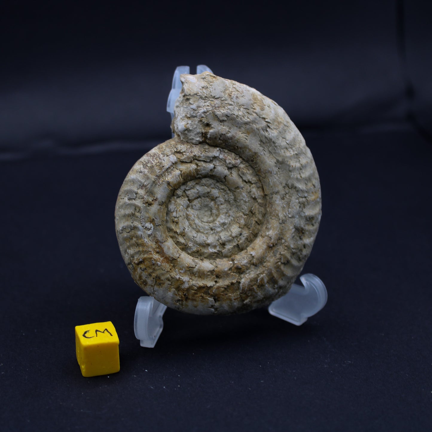 Jurrasic Sommerset Ammonite (50mm - 70mm) (FOS_JSA)
