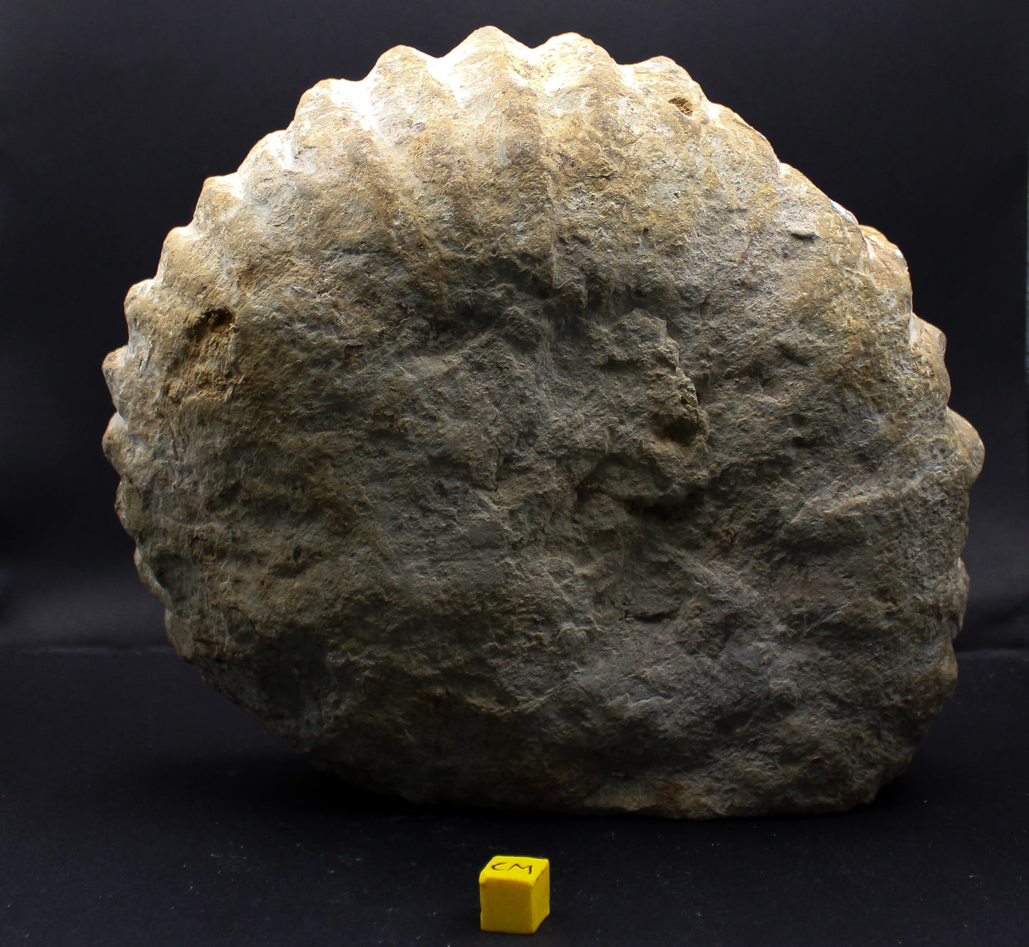 Mantelliceras Giant Ammonite