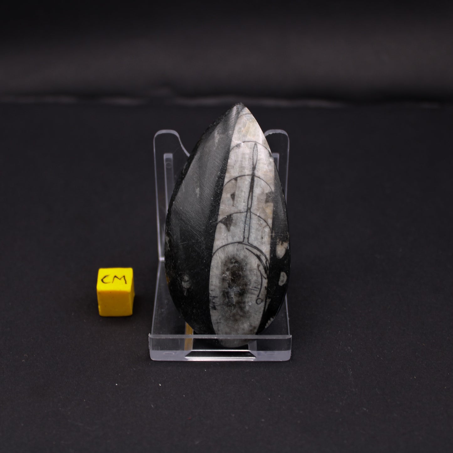 Medium Orthoceras (50 - 70mm) (FOS_MO)