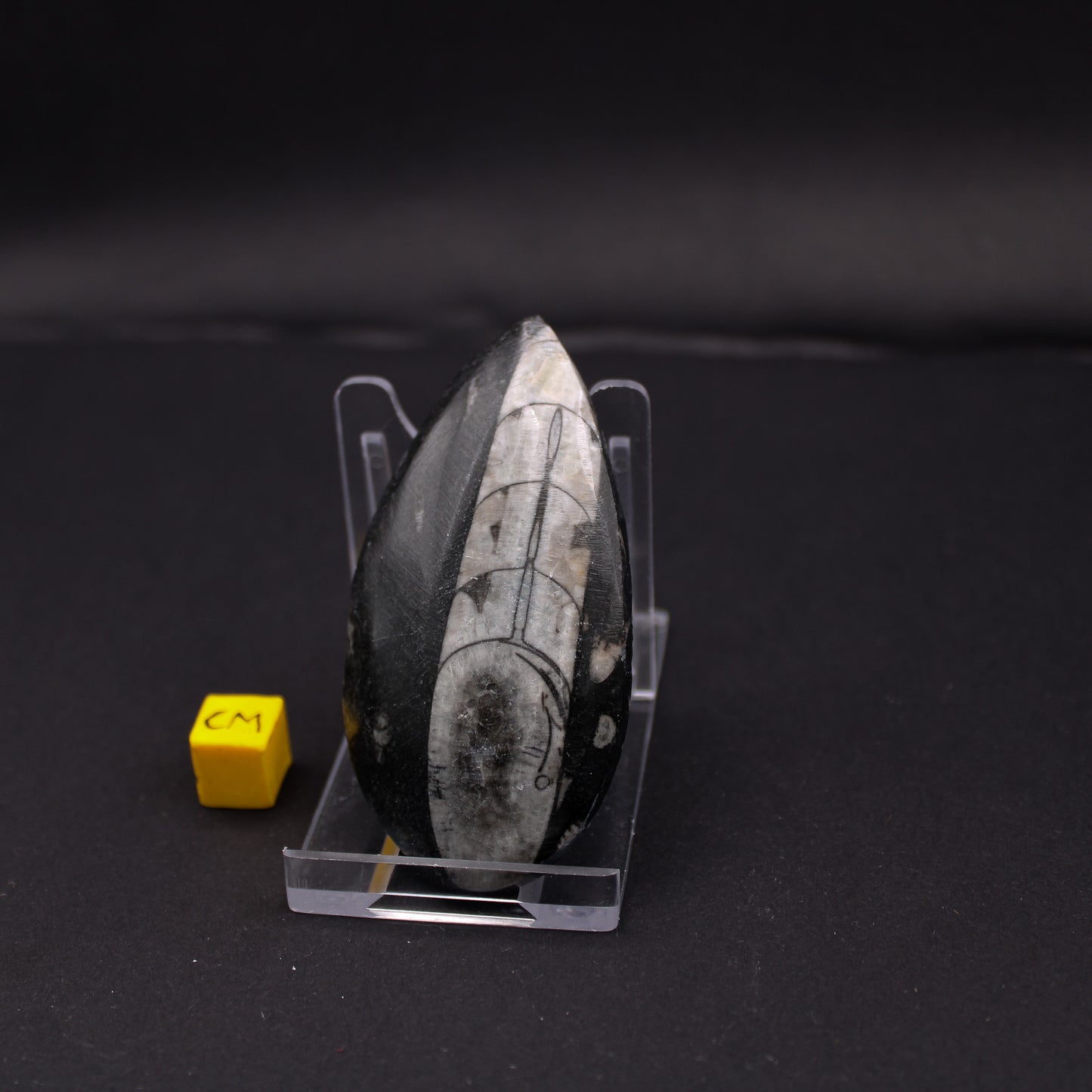 Medium Orthoceras (50 - 70mm) (FOS_MO)