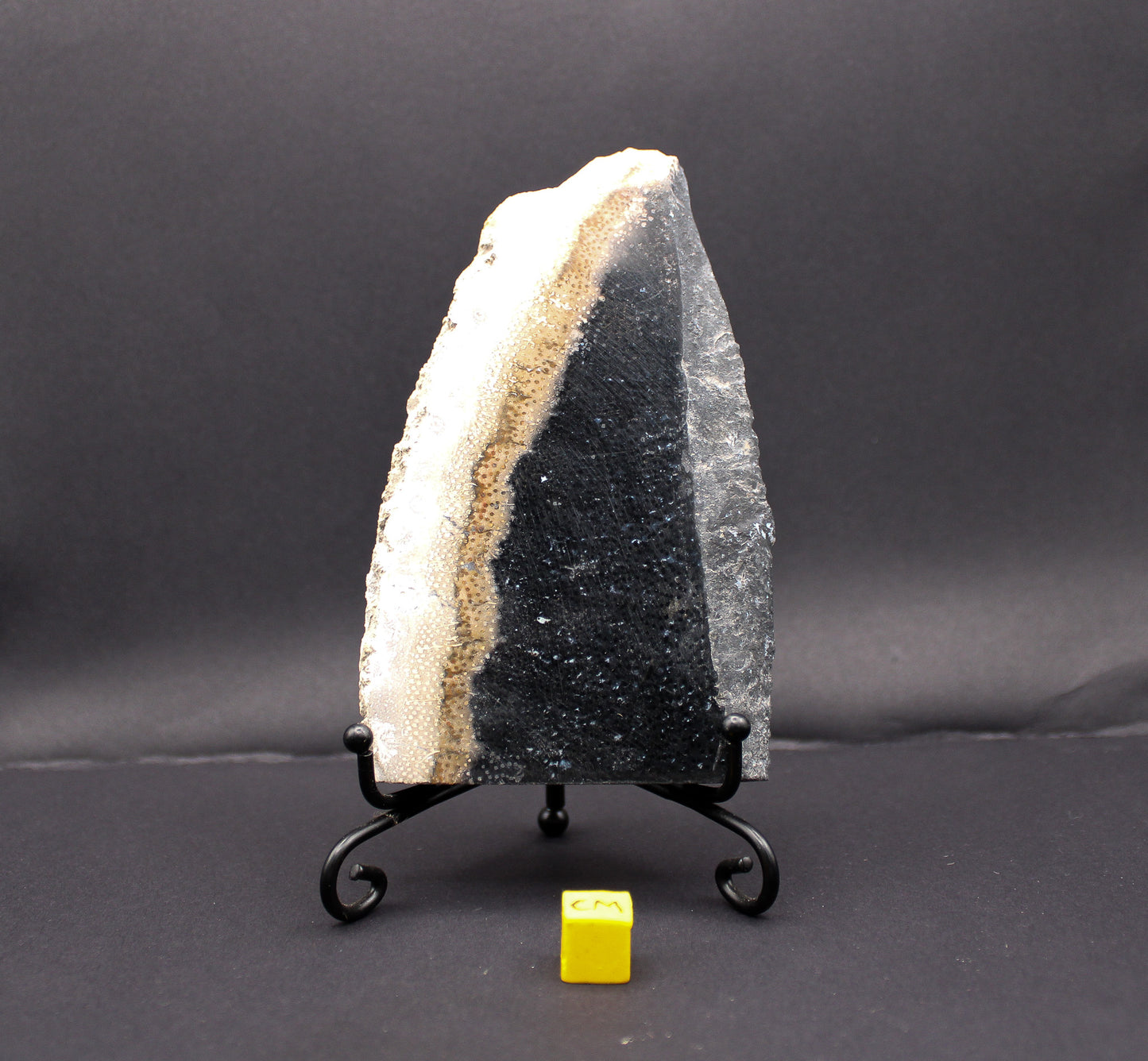 Miocene Fossil Palm Tree