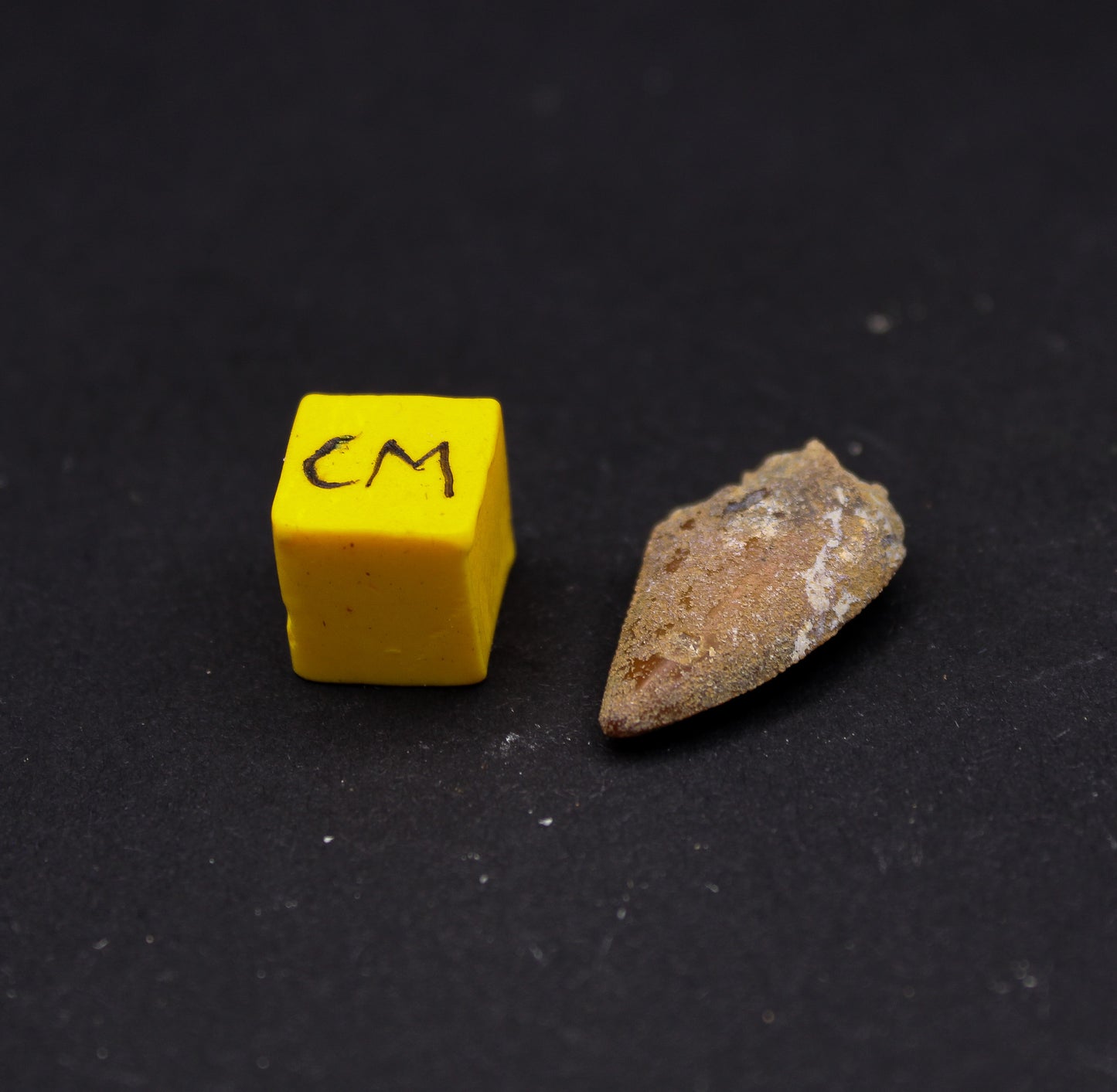 Majungasaurus Tooth