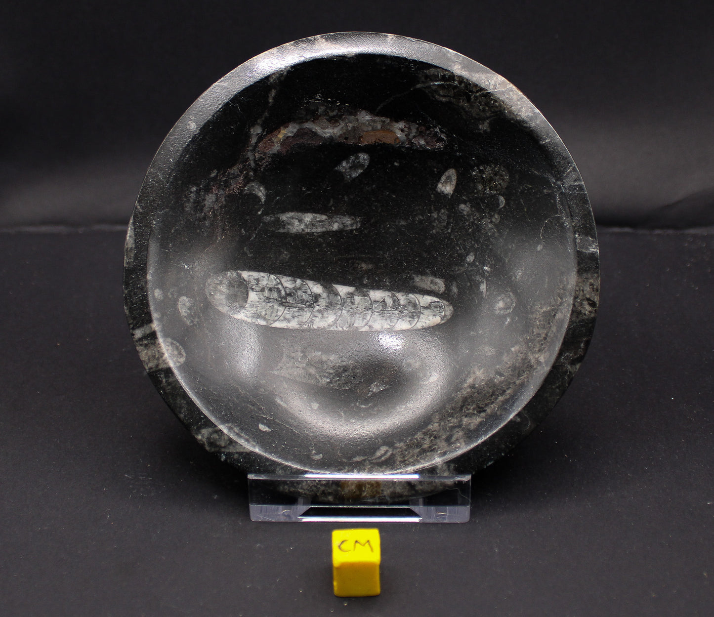 Orthoceras Marble Bowl