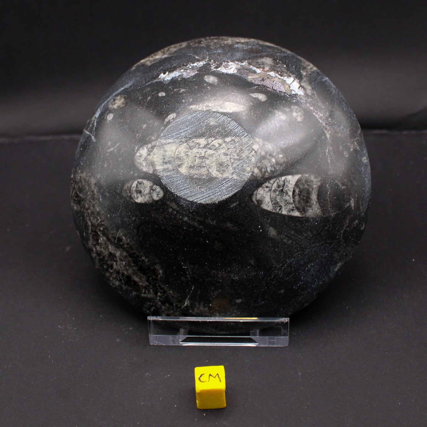 Orthoceras Marble Bowl