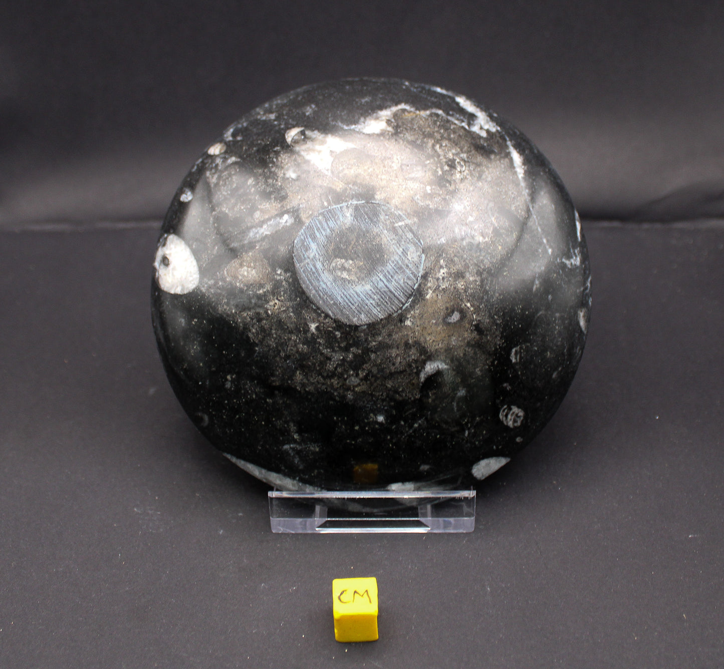 Orthoceras Marble Bowl