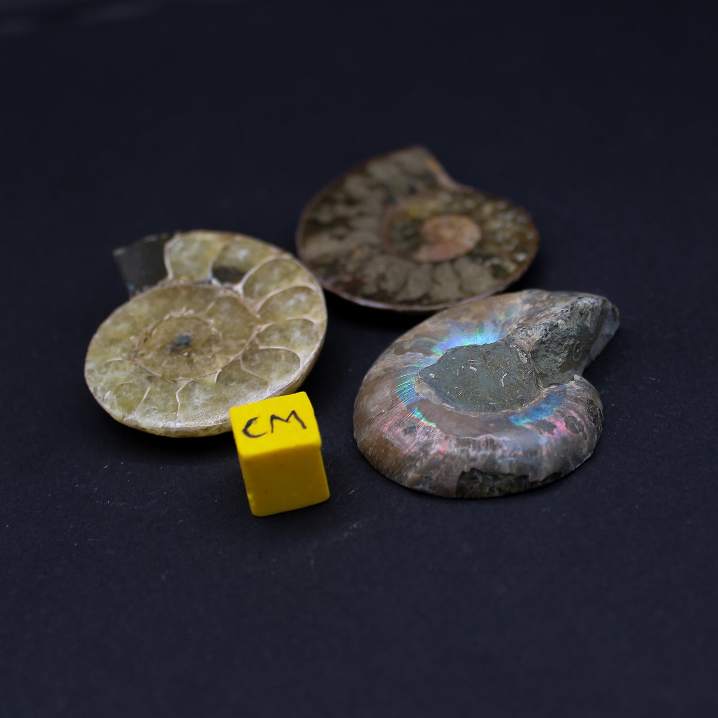Polished Ammonites (FOS_PA)