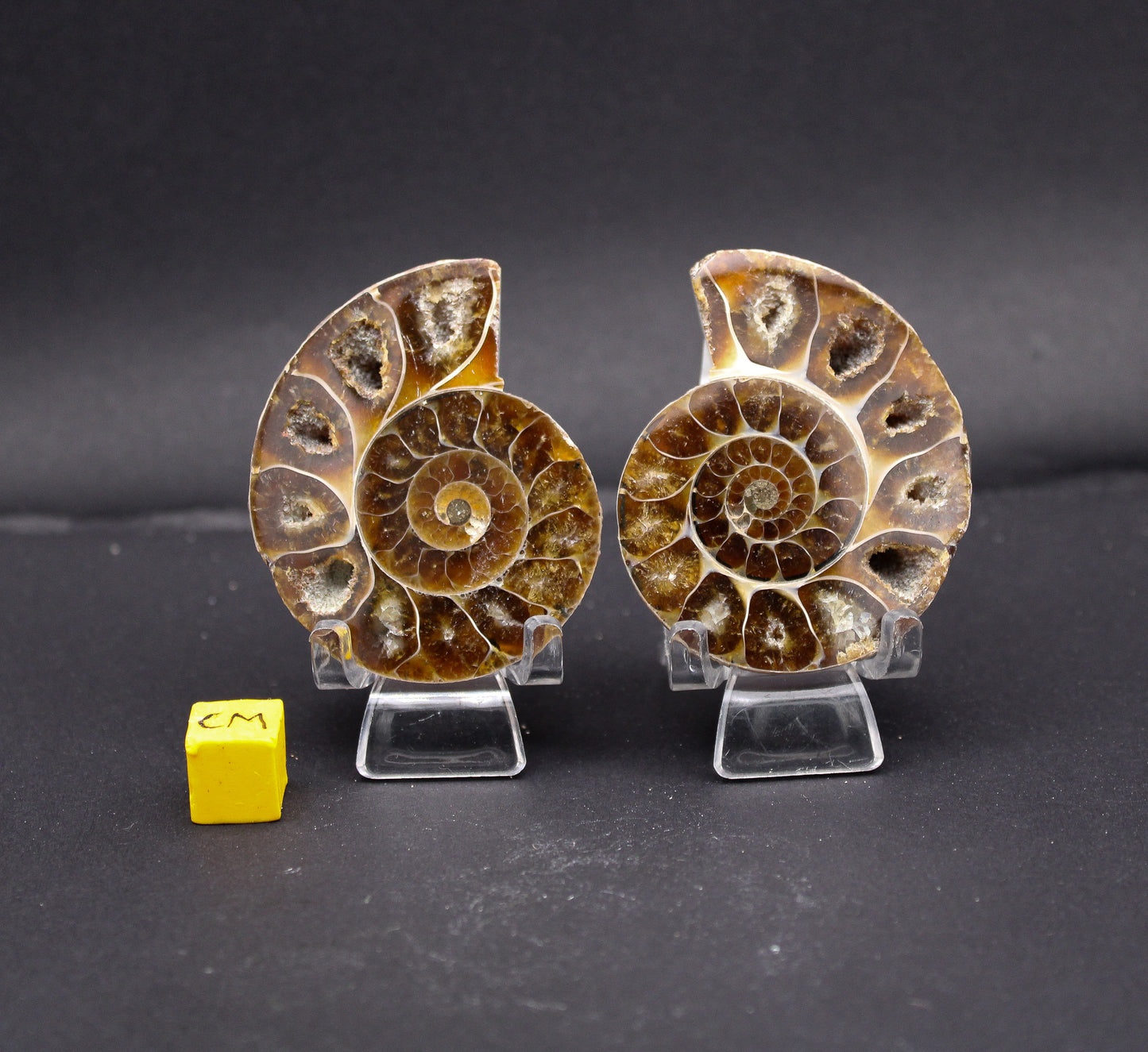 Polished Ammonite (Pair)