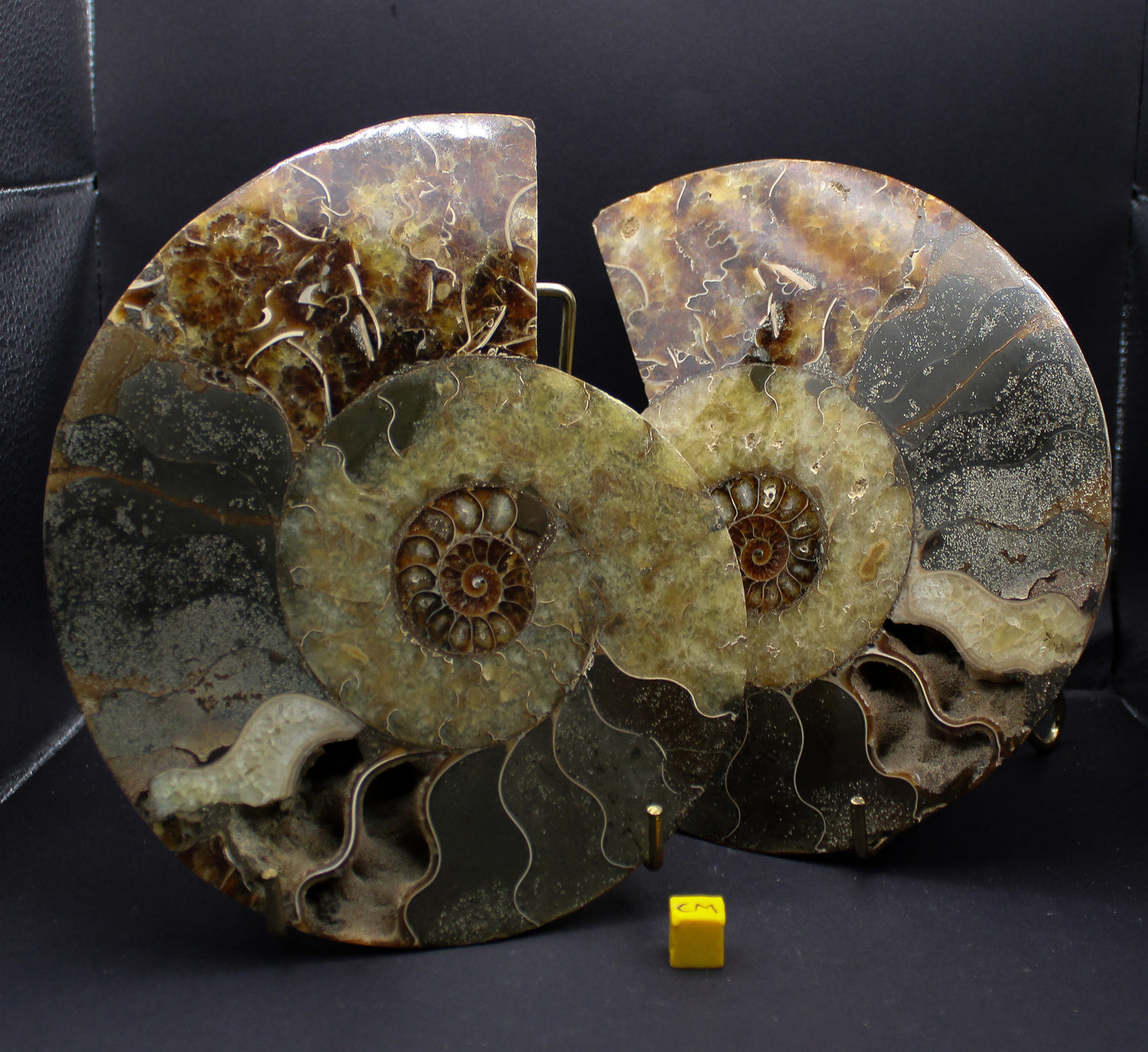 Polished Ammonite (Pair)