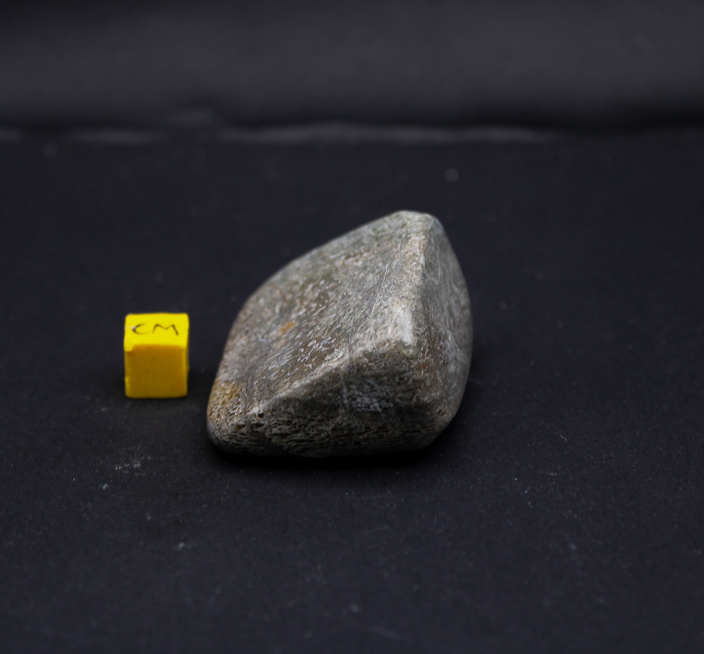 Polished Sauropod Bone