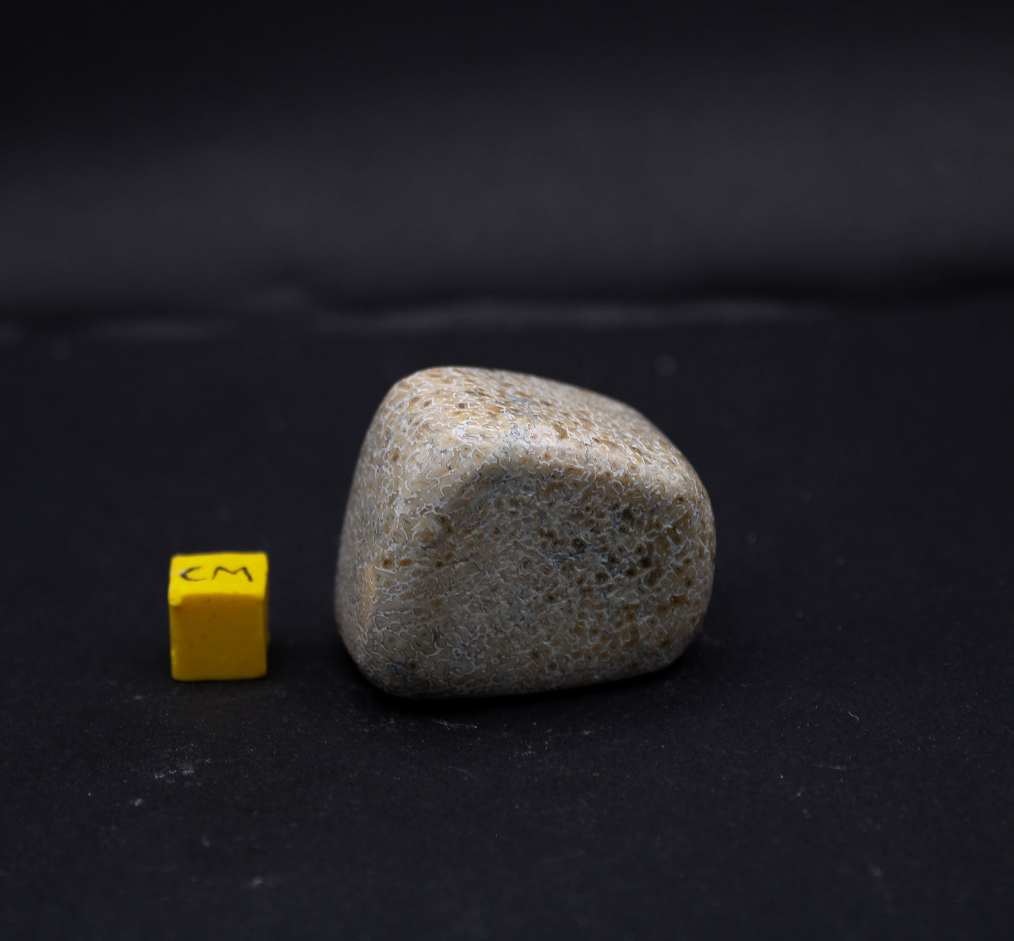 Polished Sauropod Bone
