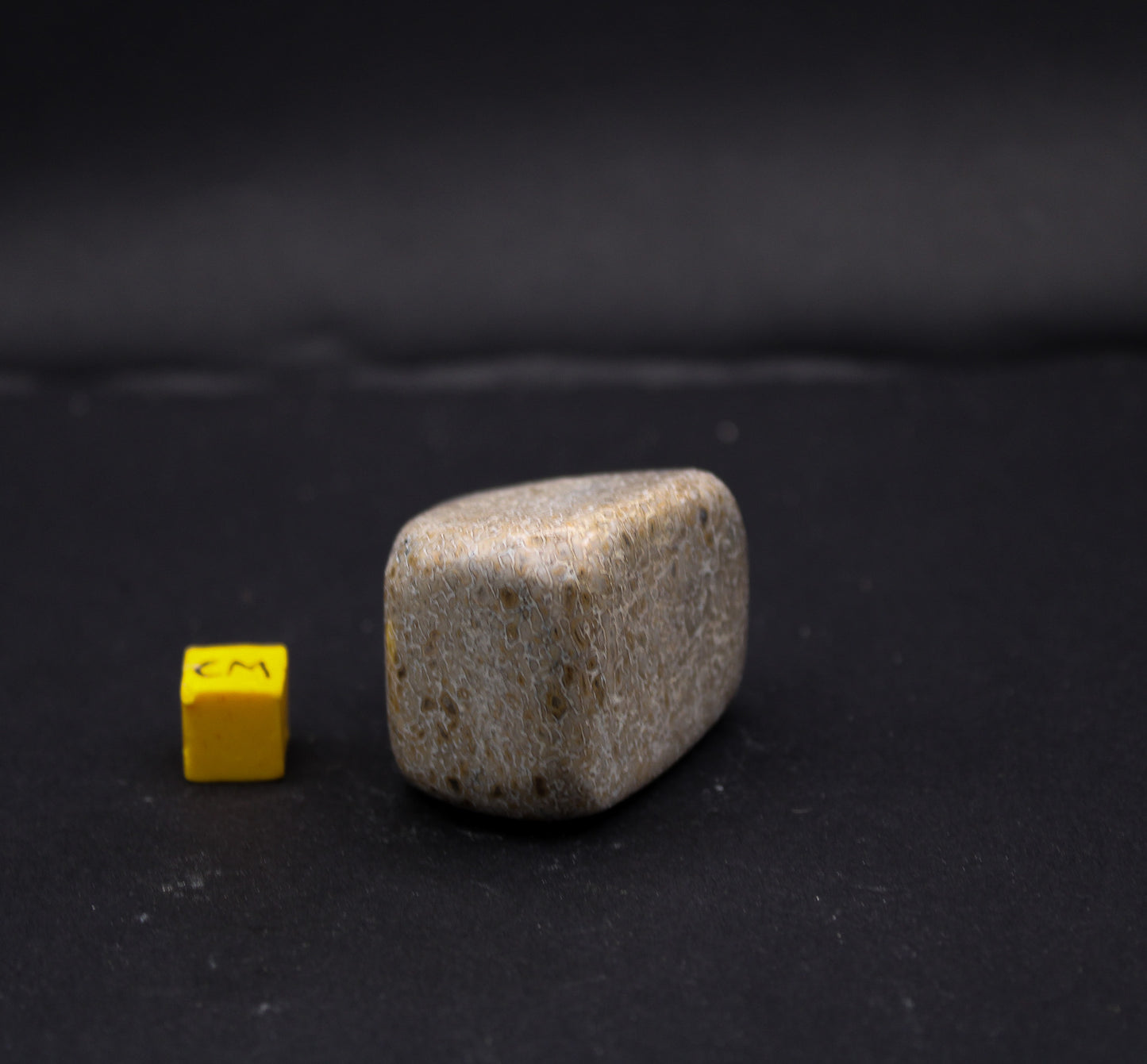 Polished Sauropod Bone