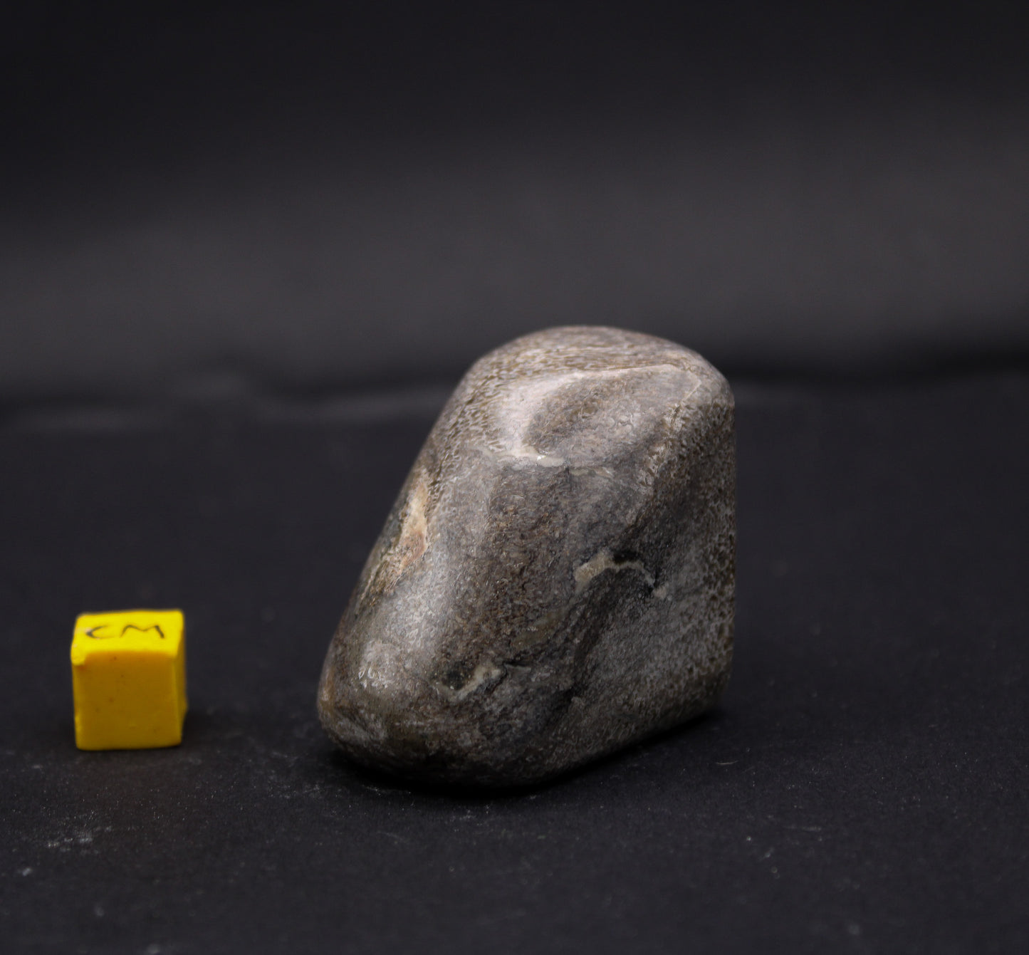 Polished Sauropod Bone