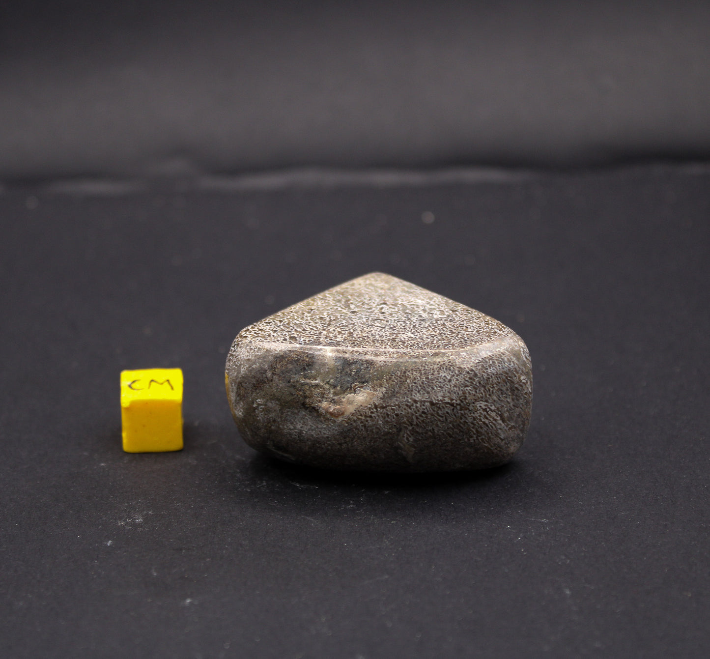 Polished Sauropod Bone