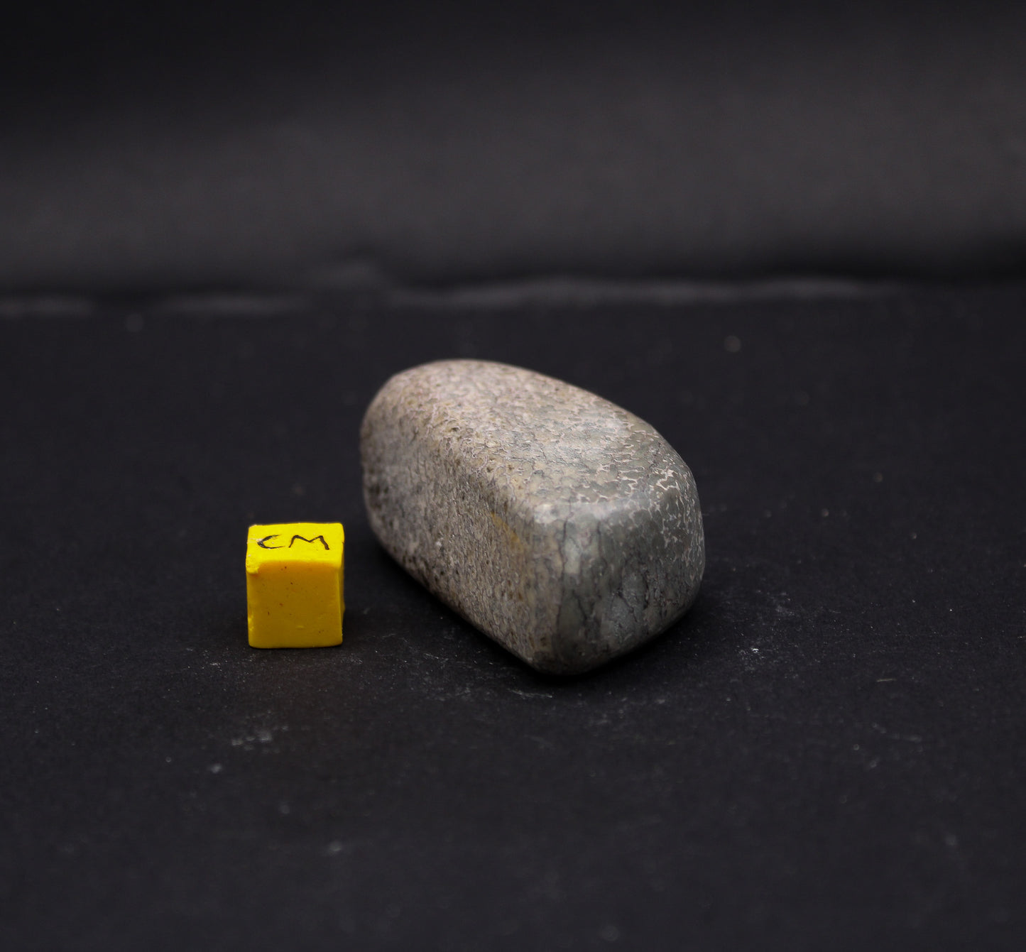 Polished Sauropod Bone