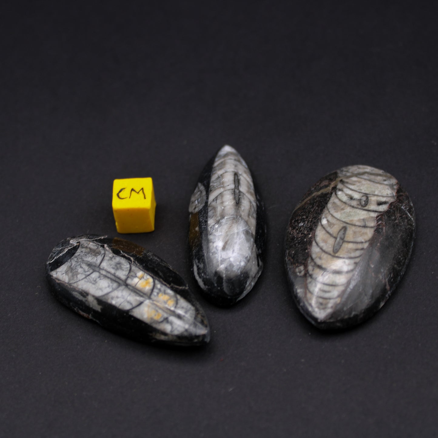 Small Orthoceras Fossils (30 - 50mm) (FOS_SOF)