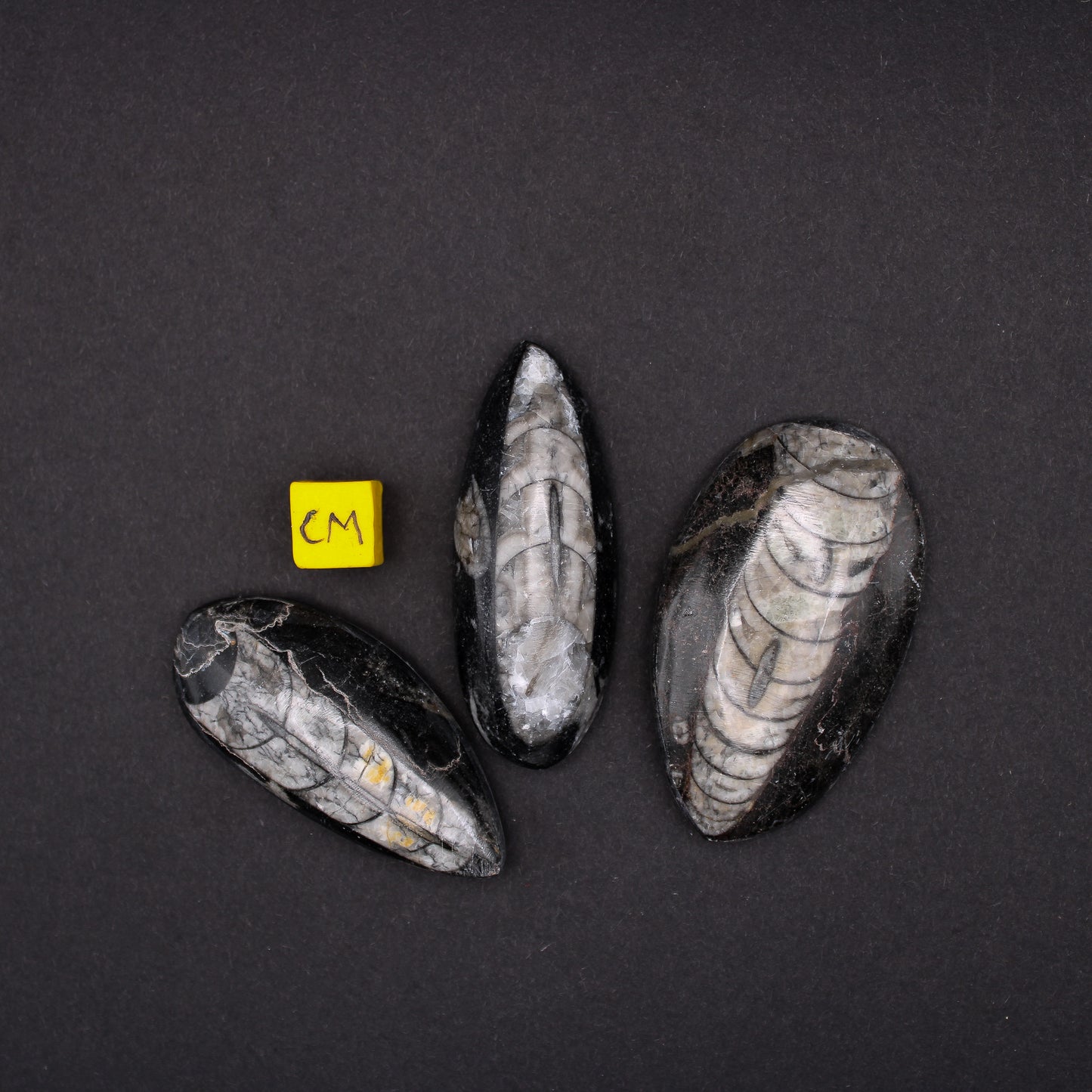Small Orthoceras Fossils (30 - 50mm) (FOS_SOF)