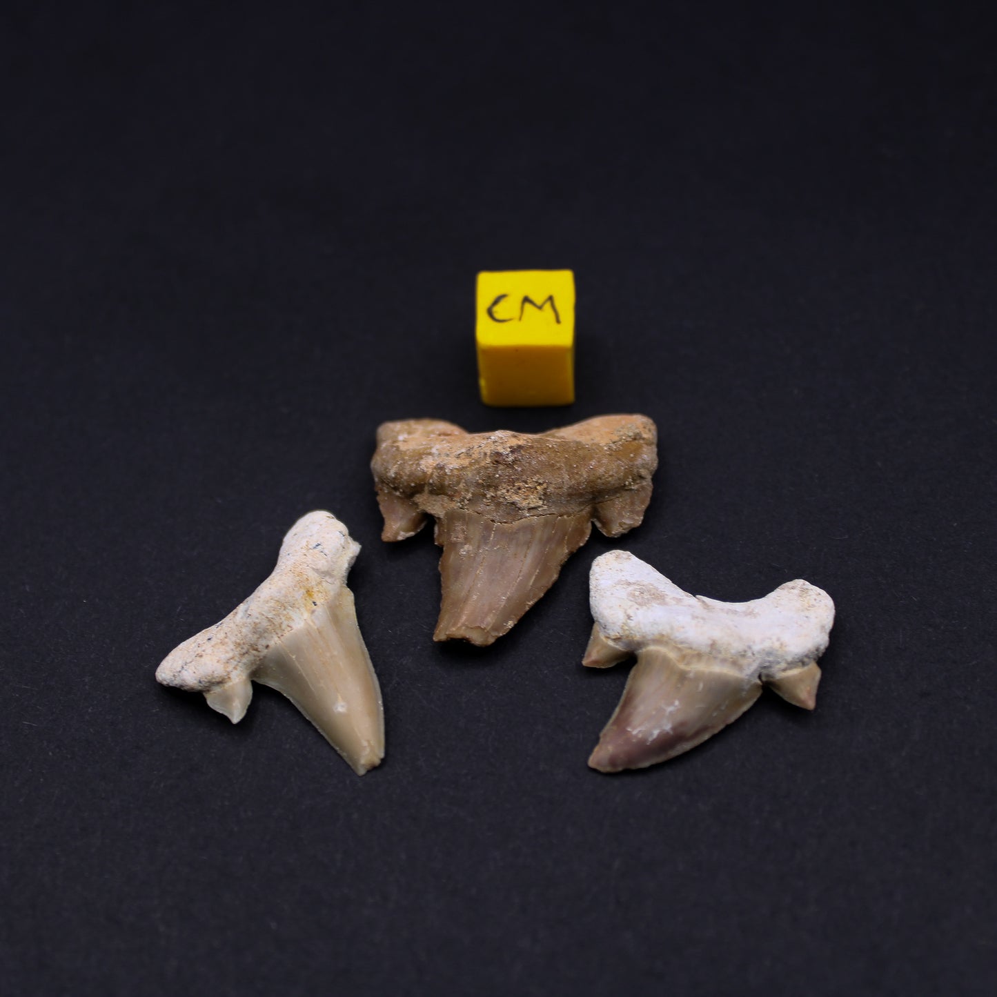 Eocene Odotus Fossil Shark Tooth (FOS_ST)