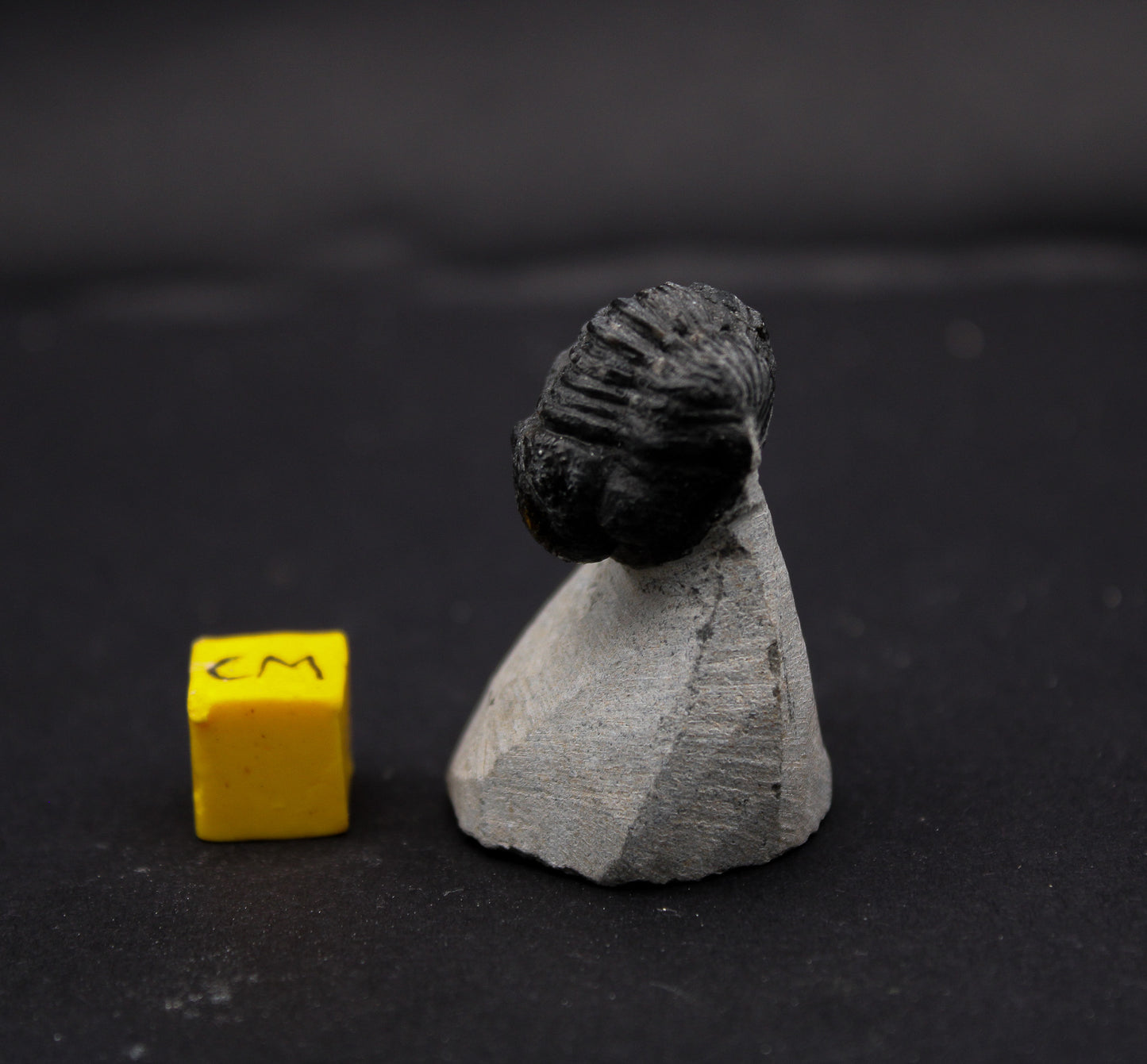 Gerastos Trilobite in Matrix (Morocco) (FOS_TMM_001)