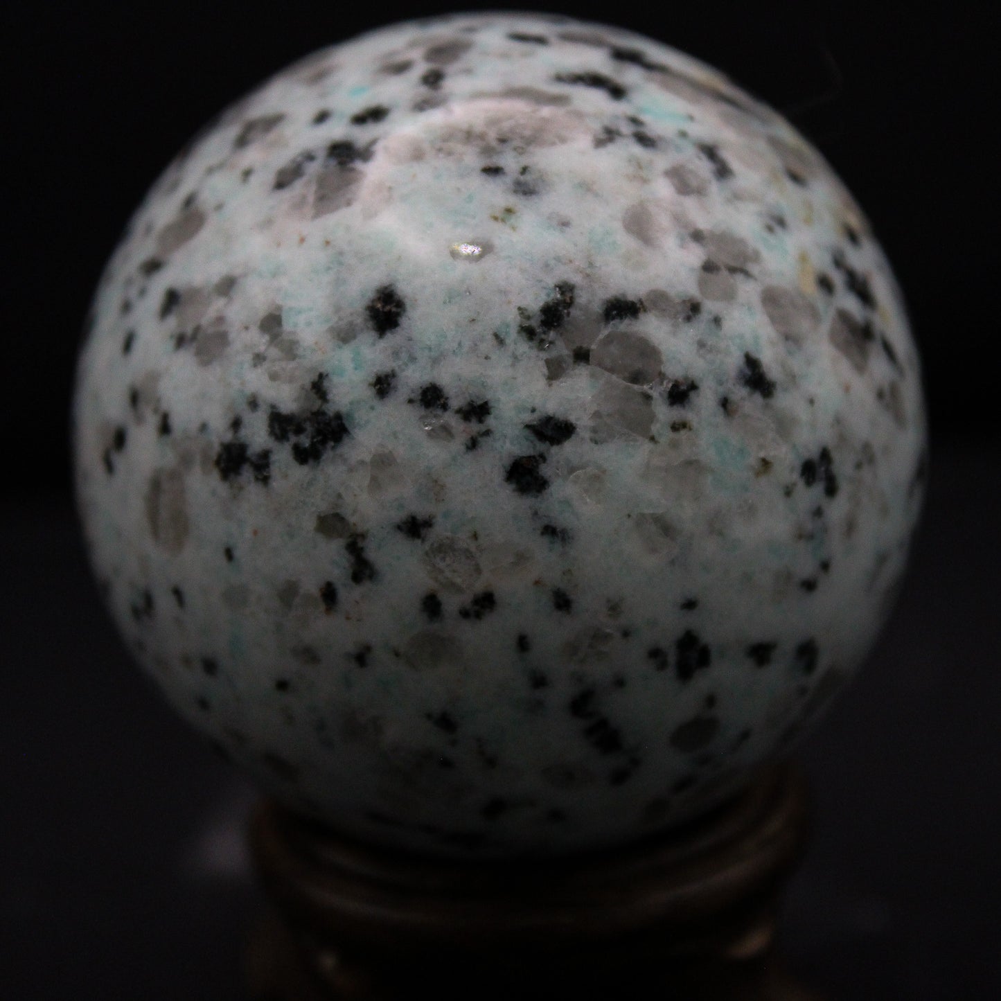 Kiwi Jasper SPH_034