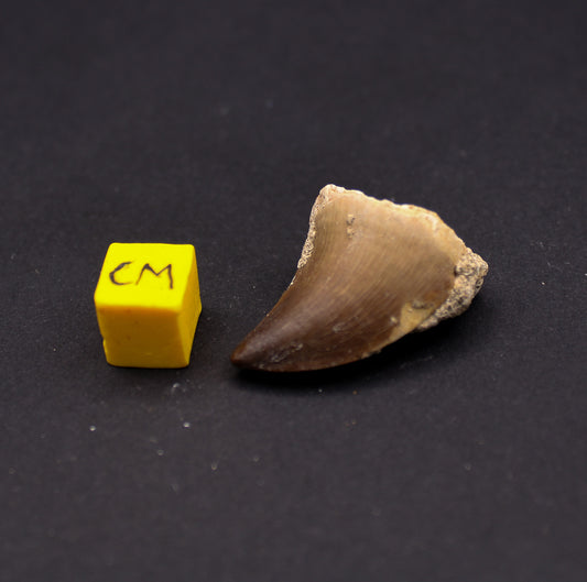 Cretaceous Mosasaur Tooth