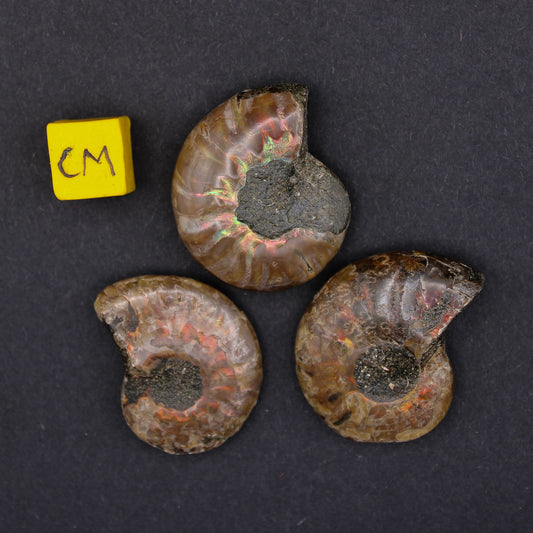 Cretacrous Opalised Ammonites (10 - 30mm)	(FOS_COA)