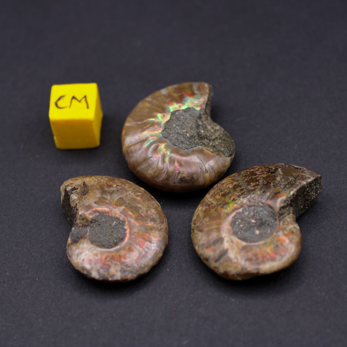 Cretacrous Opalised Ammonites (10 - 30mm)	(FOS_COA)