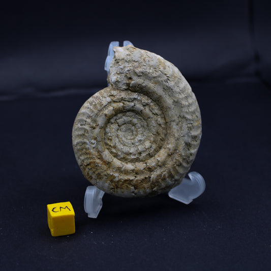 Jurrasic Sommerset Ammonite (50mm - 70mm) (FOS_JSA)