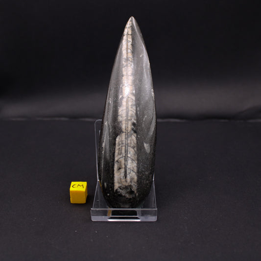 Large Orthoceras Fossils (150 - 180mm) (FOS_LO)