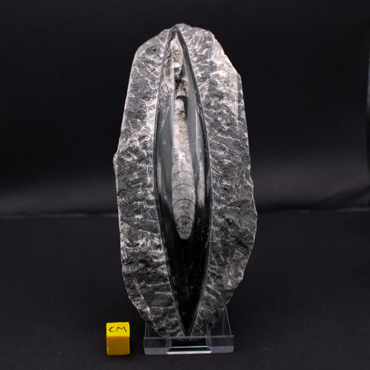 Large Orthoceras in Black Matrix (110 - 170mm) (FOS_LOBM)