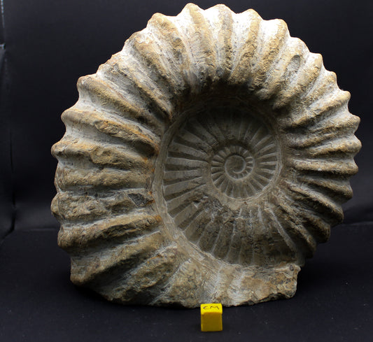 Mantelliceras Giant Ammonite