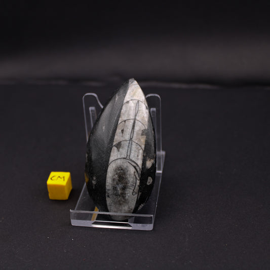 Medium Orthoceras (50 - 70mm) (FOS_MO)