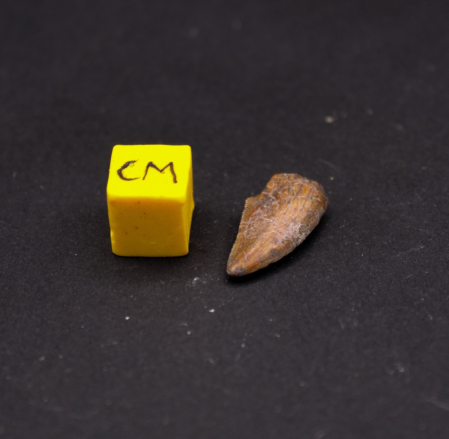 Majungasaurus Tooth