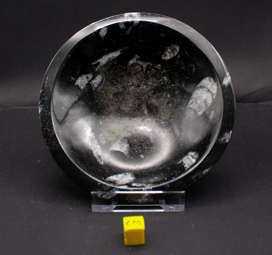 Orthoceras Marble Bowl
