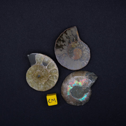 Polished Ammonites (FOS_PA)