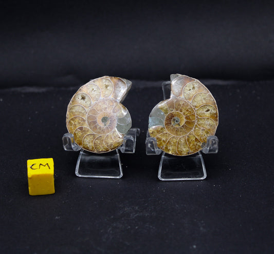 Polished Ammonite (Pair)