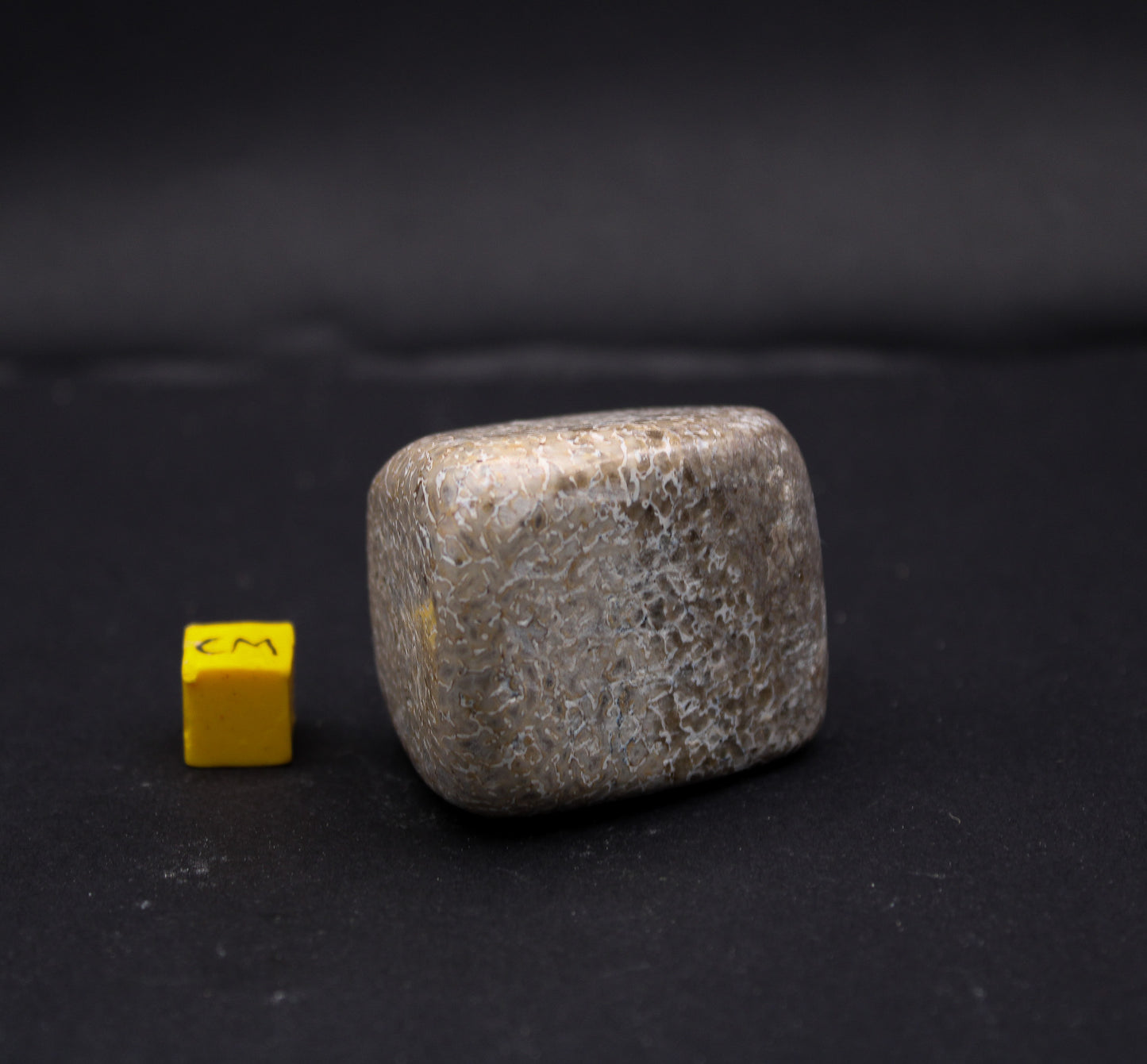 Polished Sauropod Bone