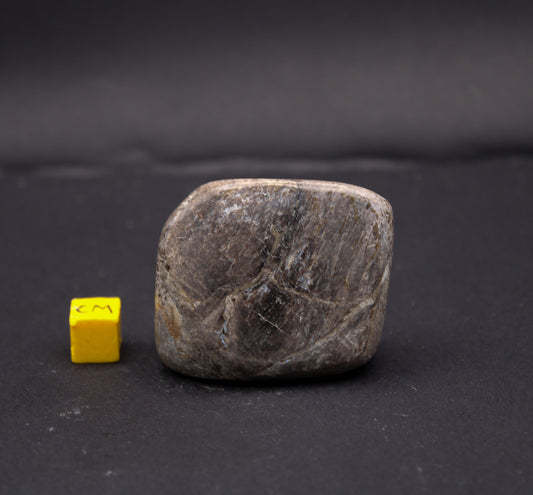 Polished Sauropod Bone