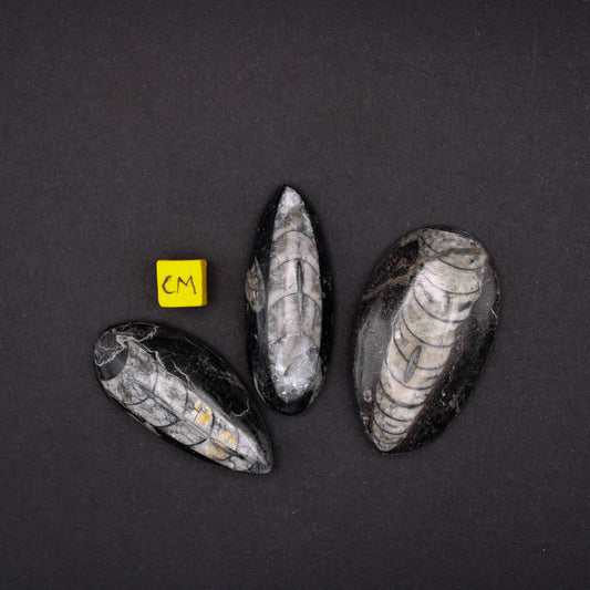 Small Orthoceras Fossils (30 - 50mm) (FOS_SOF)