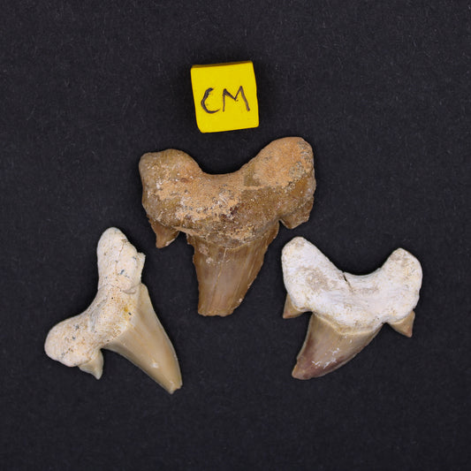 Eocene Odotus Fossil Shark Tooth (FOS_ST)