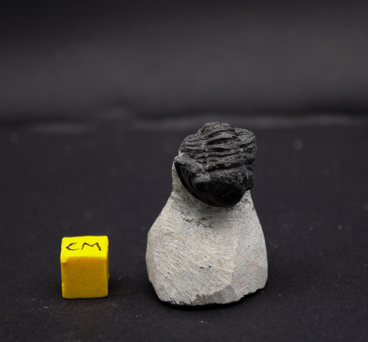Gerastos Trilobite in Matrix (Morocco) (FOS_TMM_001)